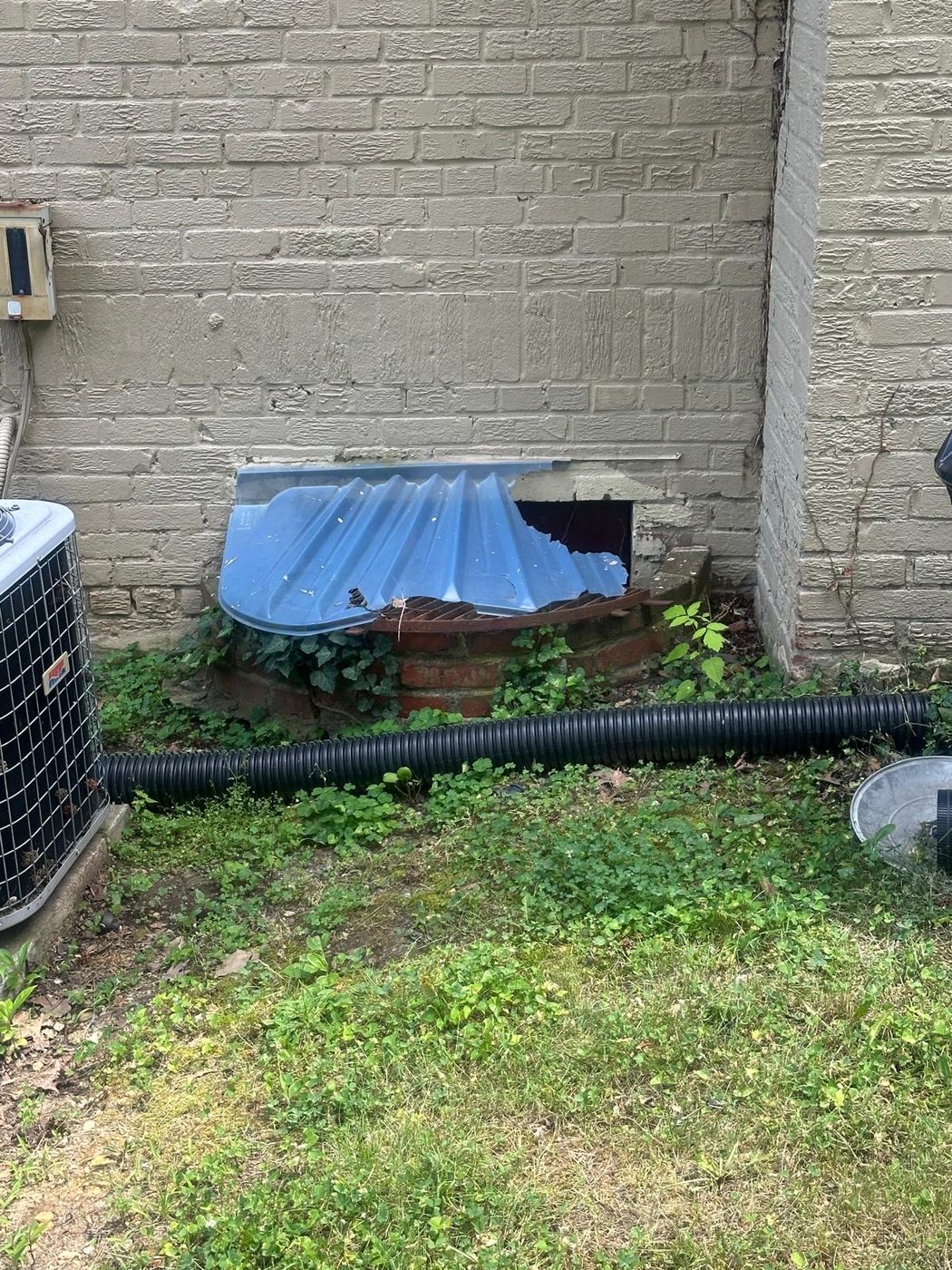 Exterior foundation area with a damaged plastic window well cover near ivy and an HVAC unit