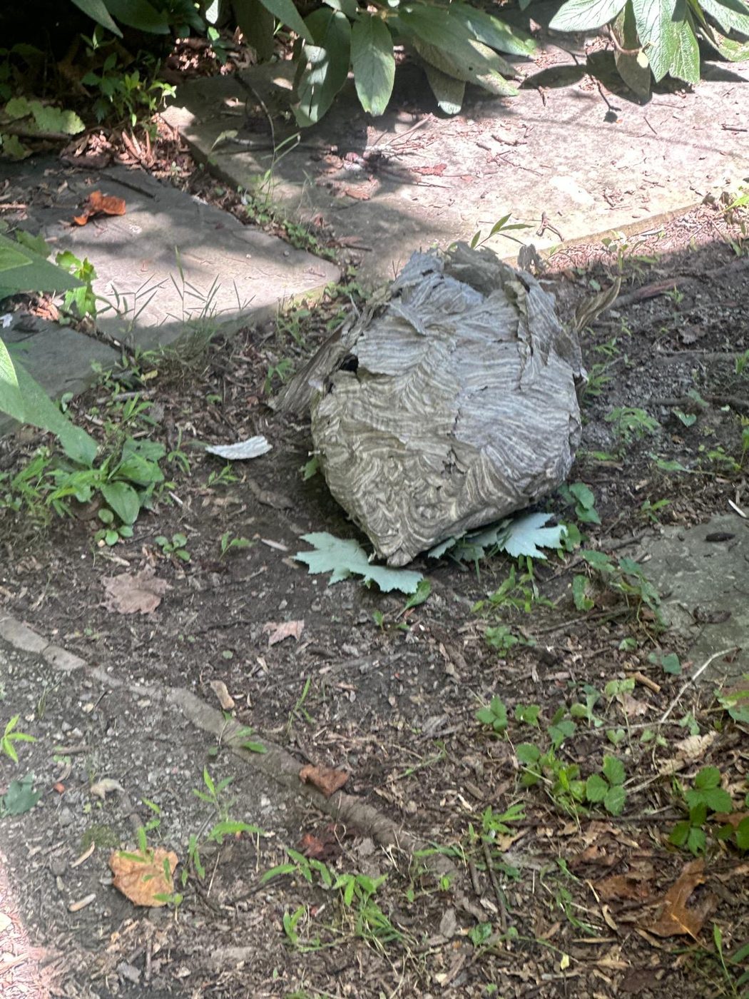Large hornet nest built low to the ground near a mulch bed and walkway, with visible cells and hornets