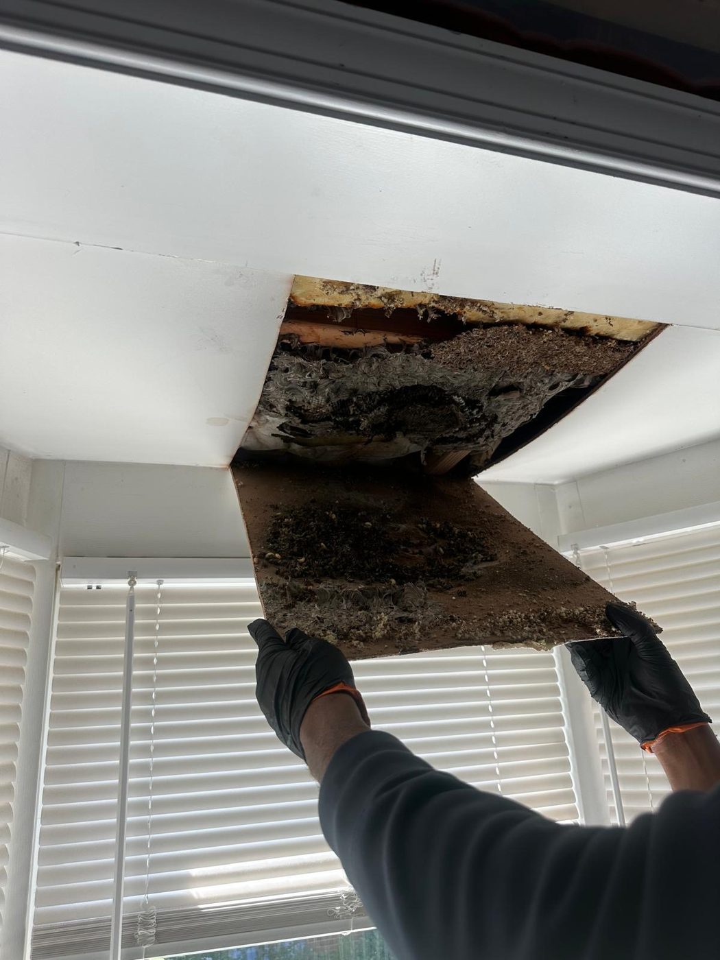 Technician holding a large paper wasp nest removed from inside a ceiling cavity, with insulation and wood framing visible