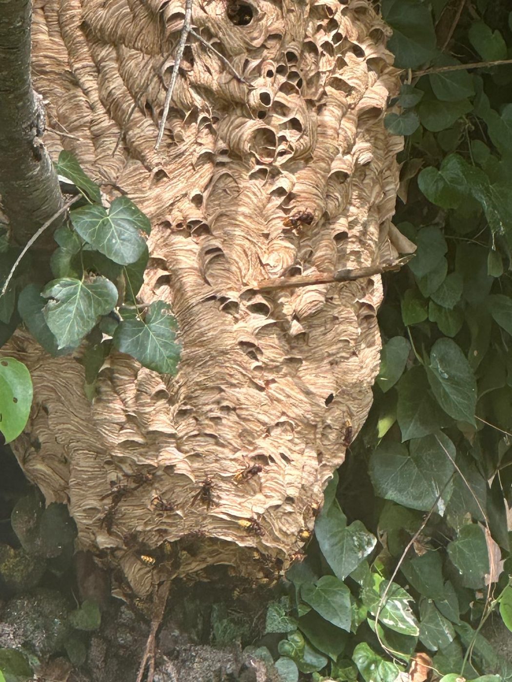 Large gray paper wasp nest attached to the underside of a home's eave